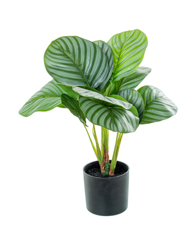 Planta artificial calathea 50cm con 4...