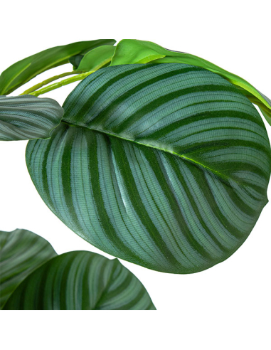 Planta artificial calathea 90cm con 3...