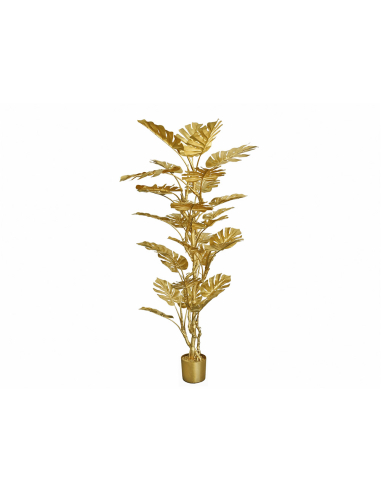 Planta Split philo oro 186 cm