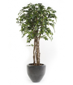 Árbol Ficus ECO de 145 cm