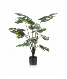 Planta MONSTERA de 60 cm