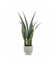 Planta SANSEVERIA de 65 cm