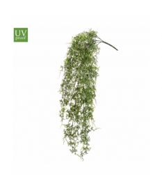 Planta Colgante HELECHO UV