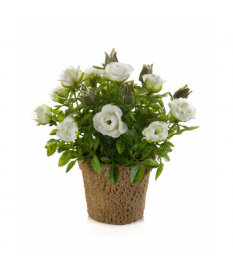 ROSE MINI