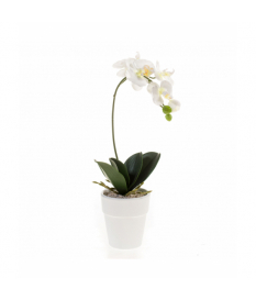 Orquídea Phalaenopsis